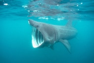 A basking shark filter feeding near the surface of the ocean.