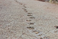 A trail of ornithopod footprints.