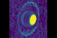 Composite image of Uranus and its rings in millimeter wavelengths shows the rings emitting light due to their “warm” 77K temperature. Credit: Edward Molter and Imke de Pater