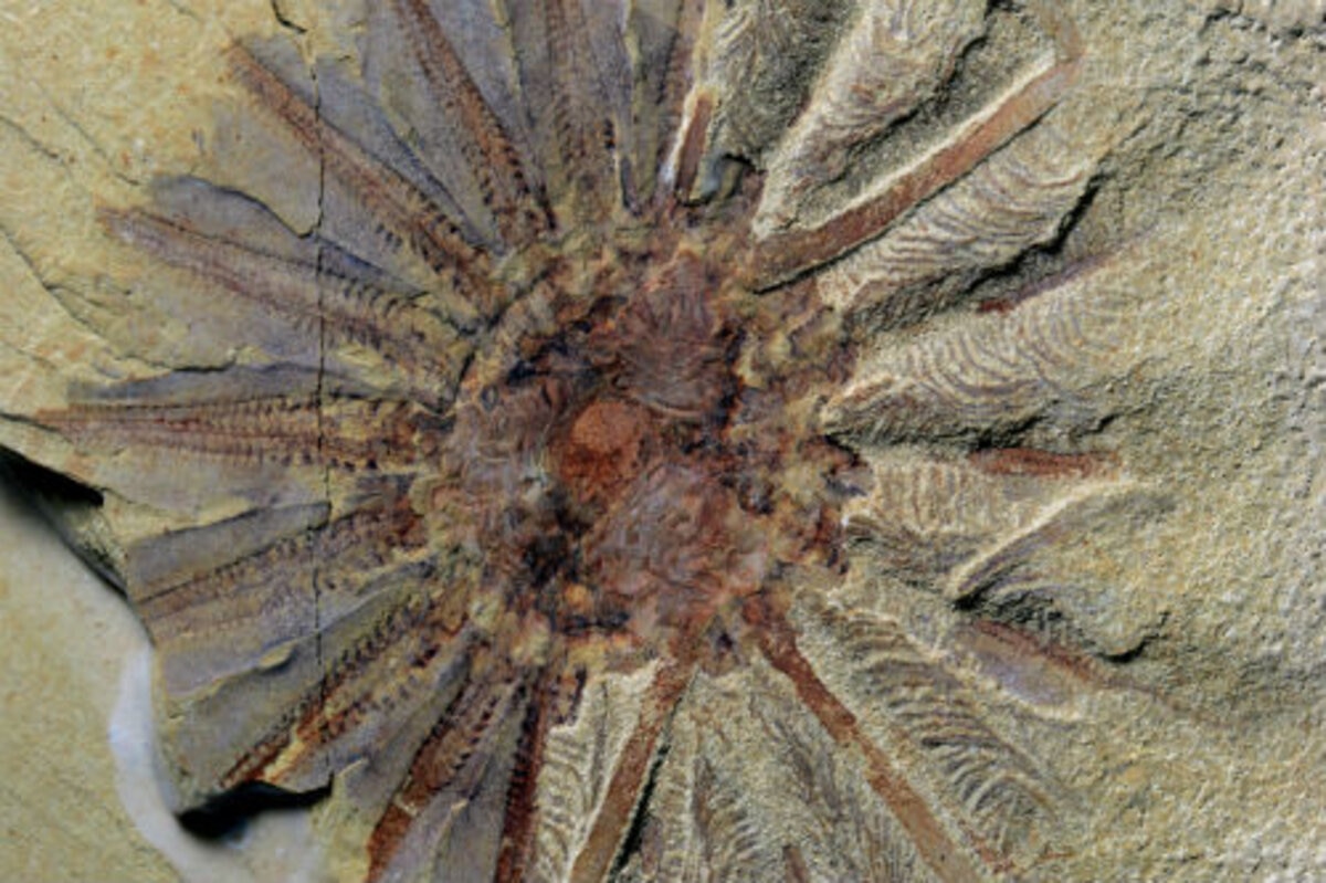 Scientists discover fossil of 518 million-year-old tentacled sea creature |  SYFY WIRE