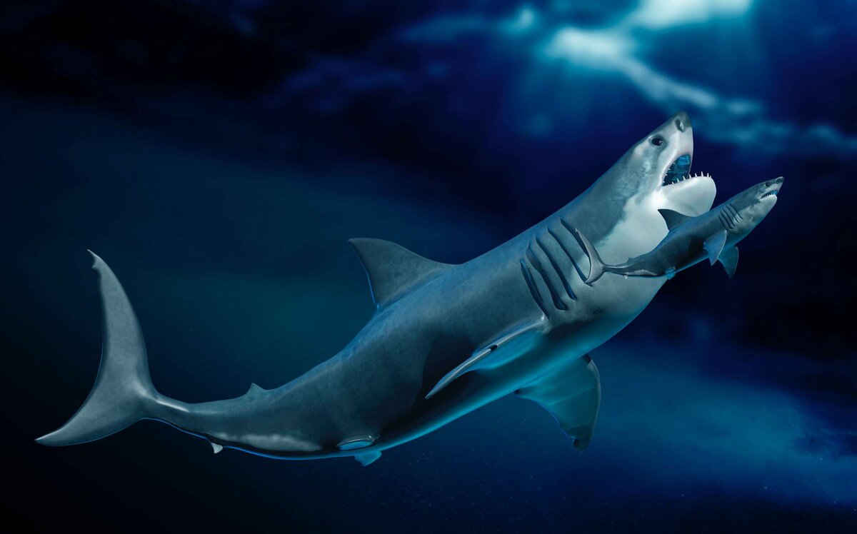 15 ton prehistoric shark found