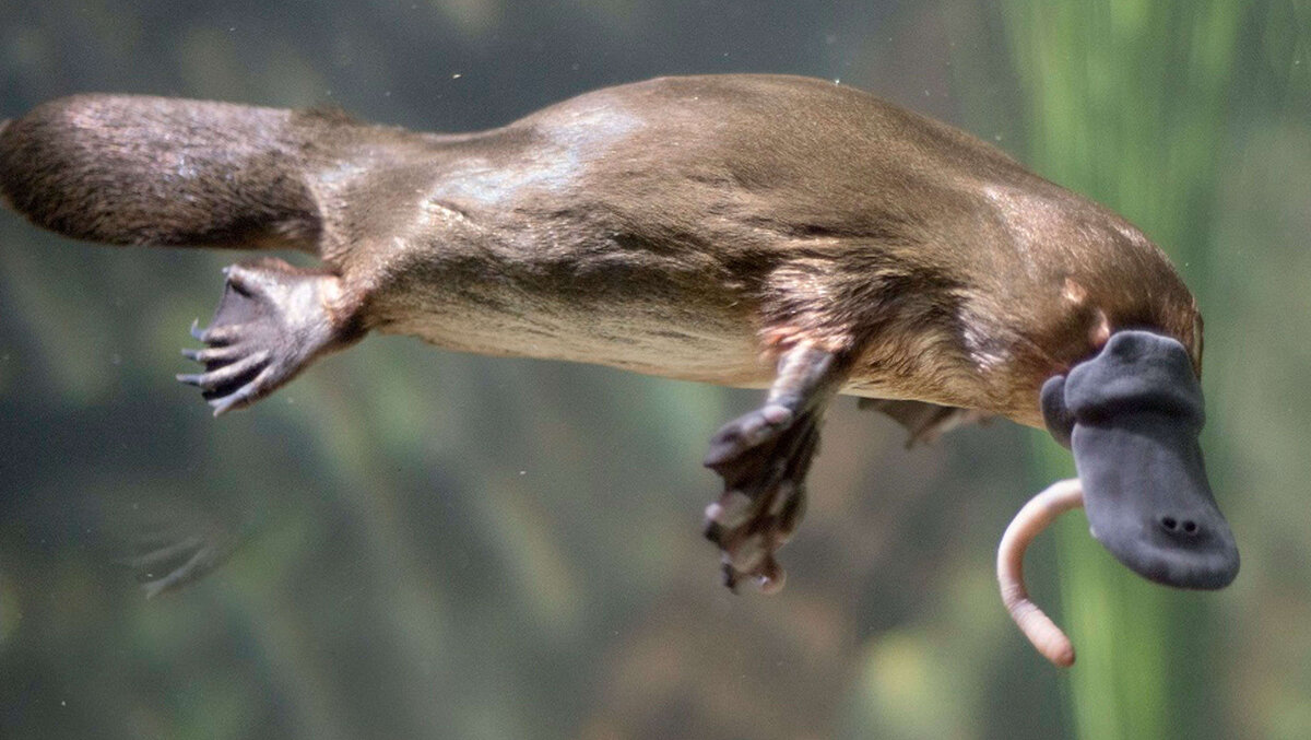 platypus evolution free