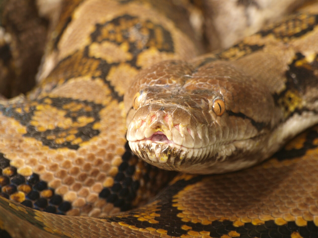 Watch a Snake Put On an Elaborate Death Performance