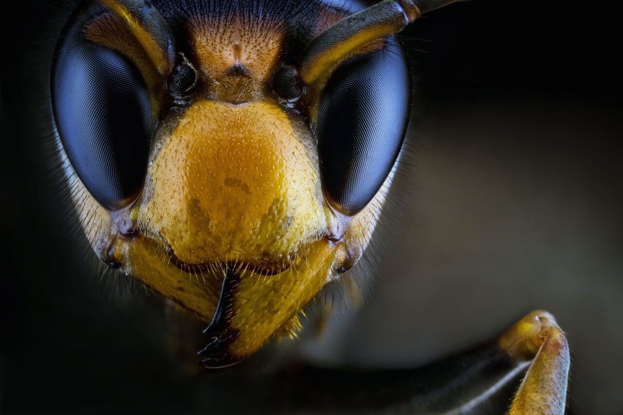 The Beekeepers Who Don't Want You to Buy More Bees - NY Times : r