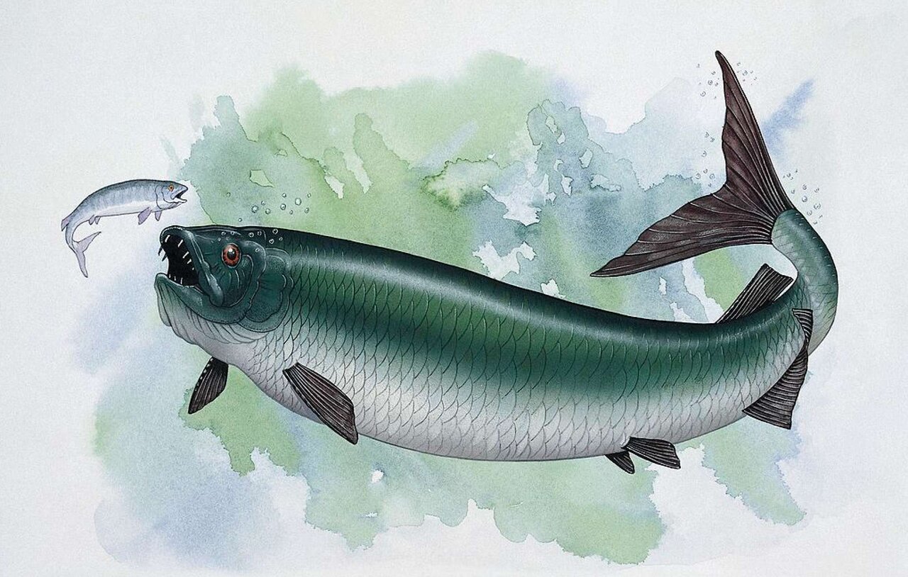 Xiphactinus fossil of 20-foot-long predator fish discovered