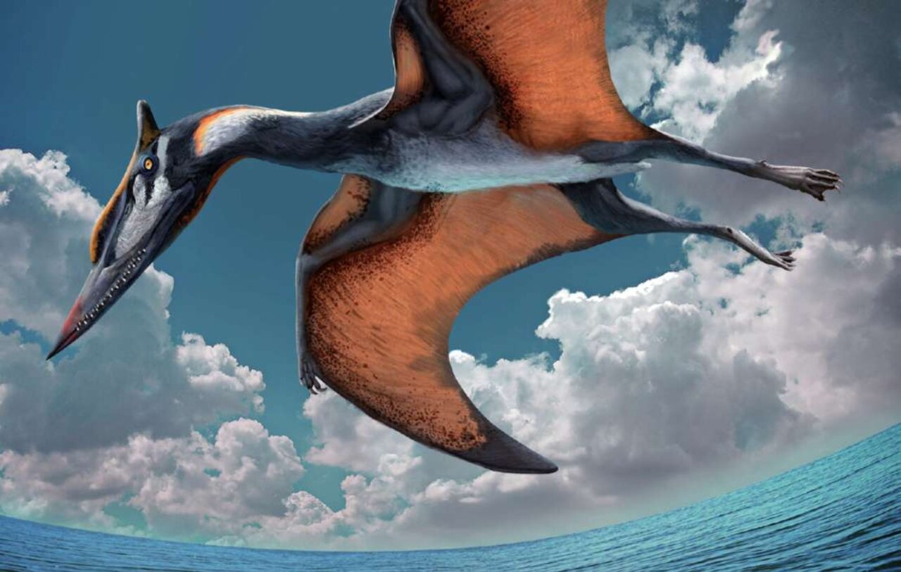 Mini pterosaur from the age of flying giants