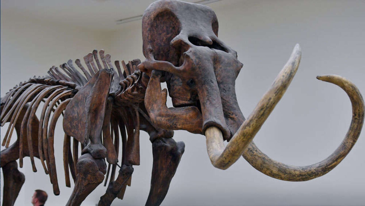 Mammoth DNA is the oldest ever sequenced, and has revealed something  unexpected | SYFY WIRE