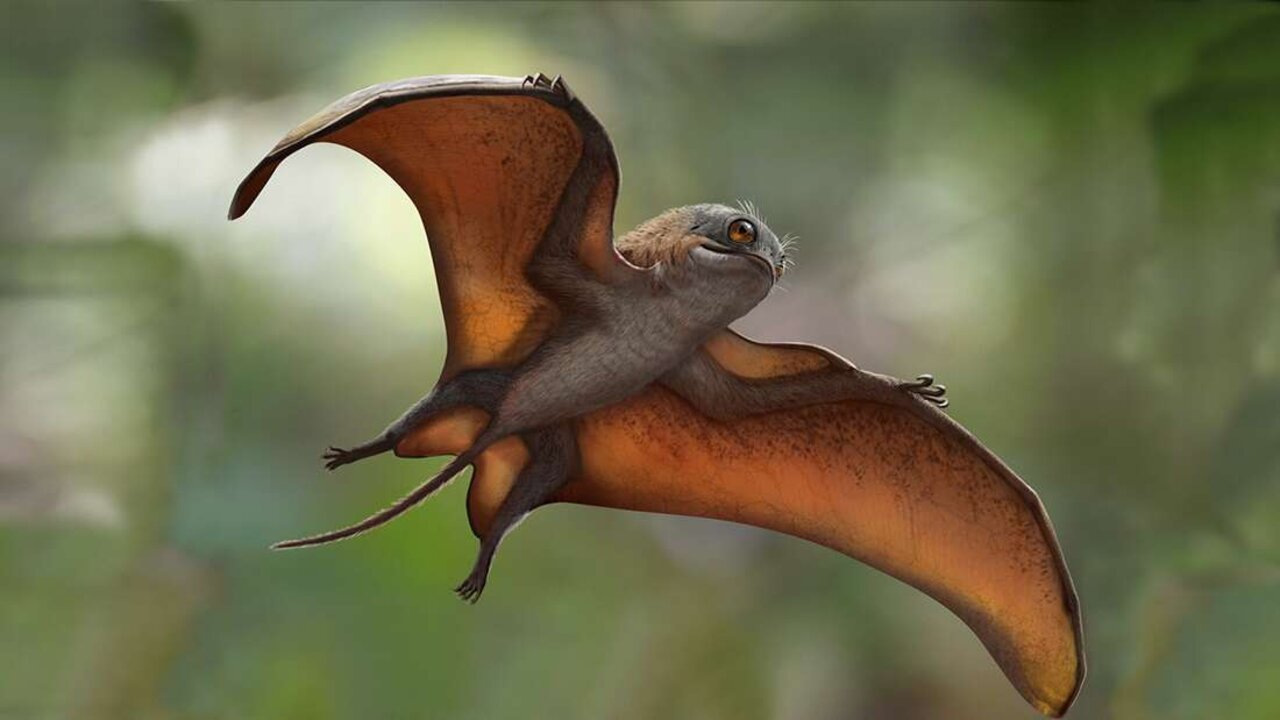 Smallest pterodactyl lived in trees › News in Science (ABC Science)