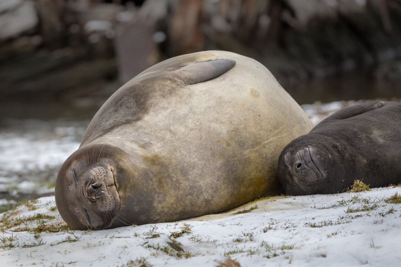 How you can watch elephant seals on the beach and help others learn about  them