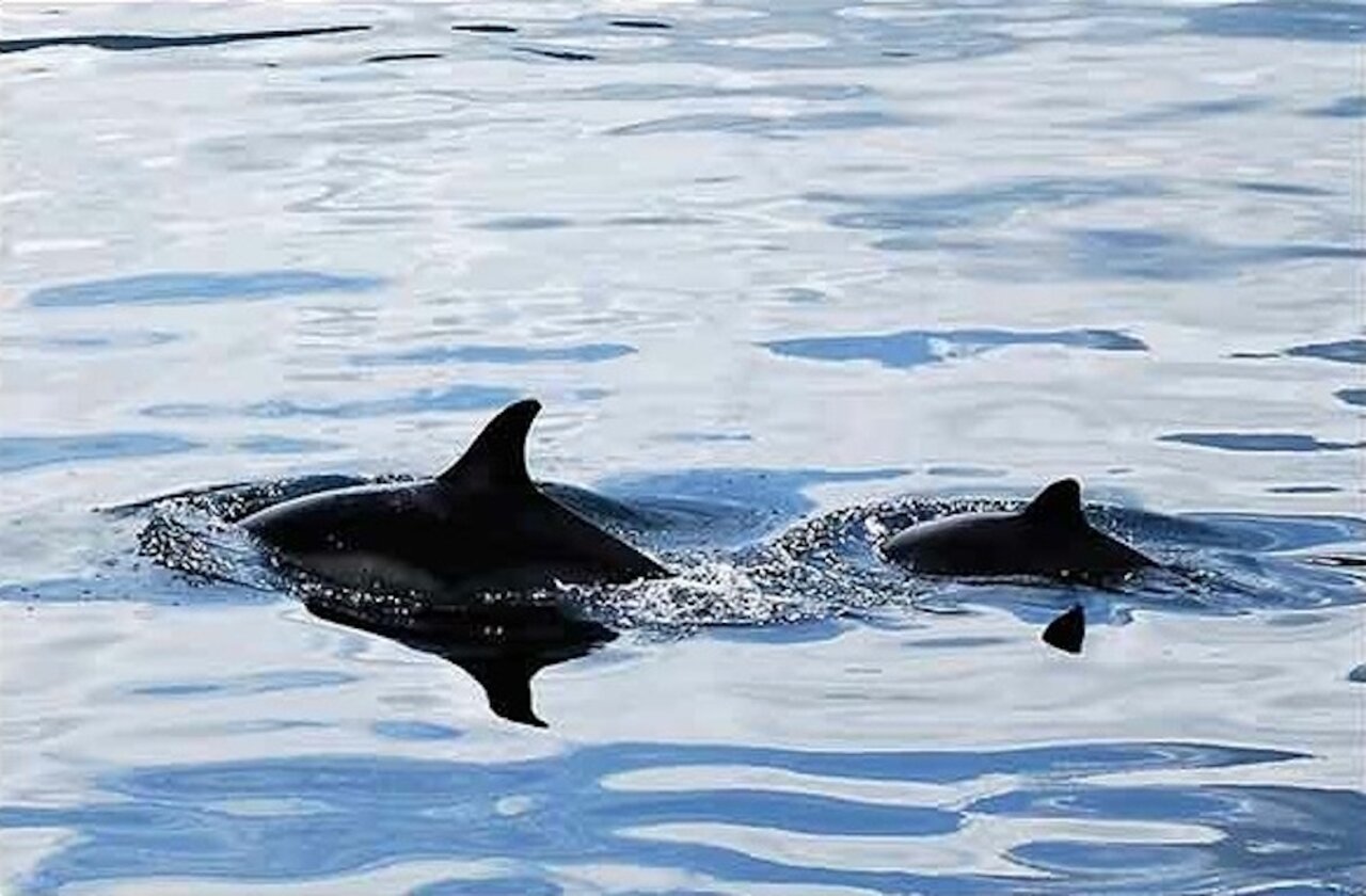 To Talk With Aliens, Learn to Speak With Dolphins