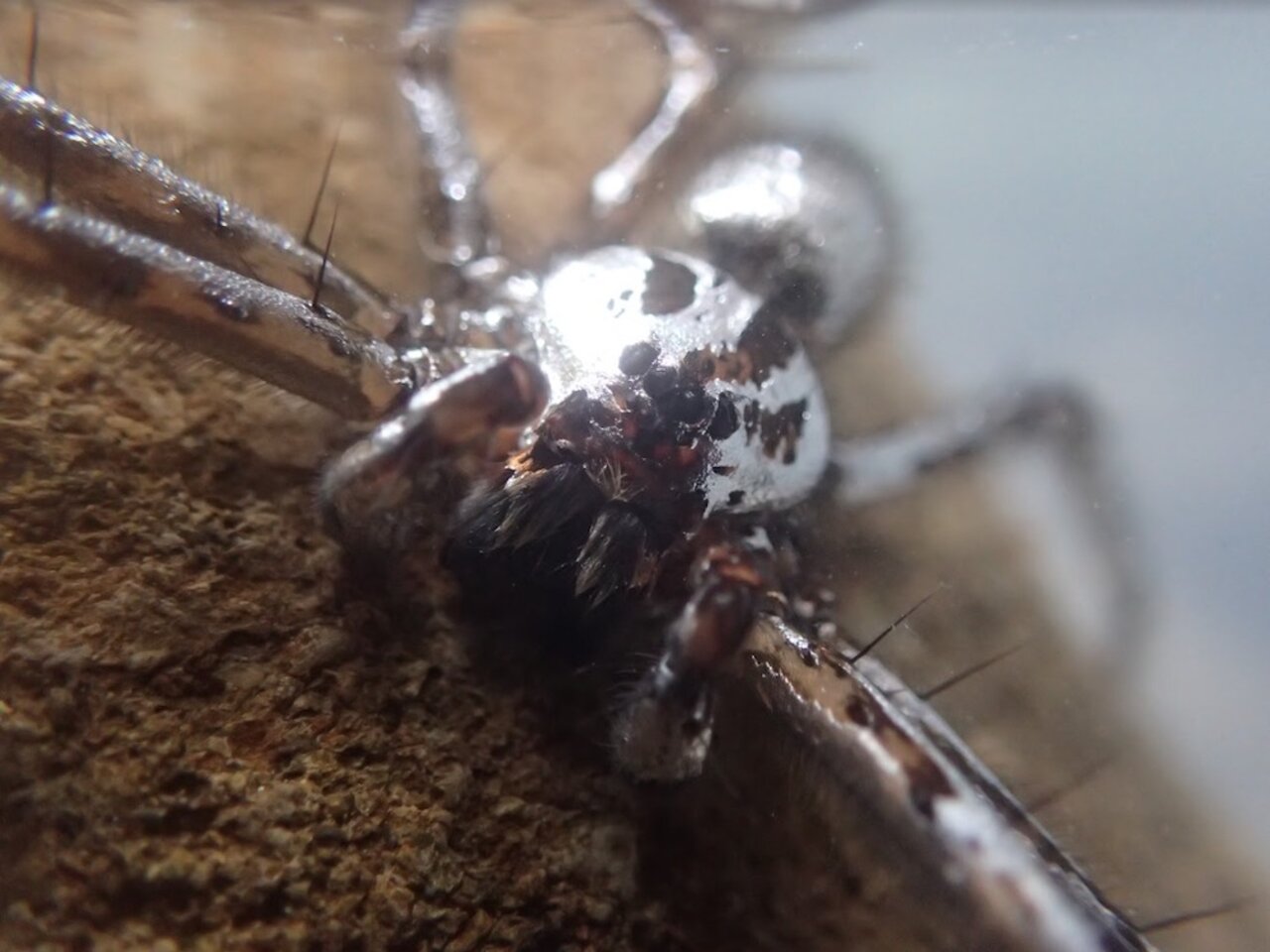 How these spiders use bubbles to live underwater