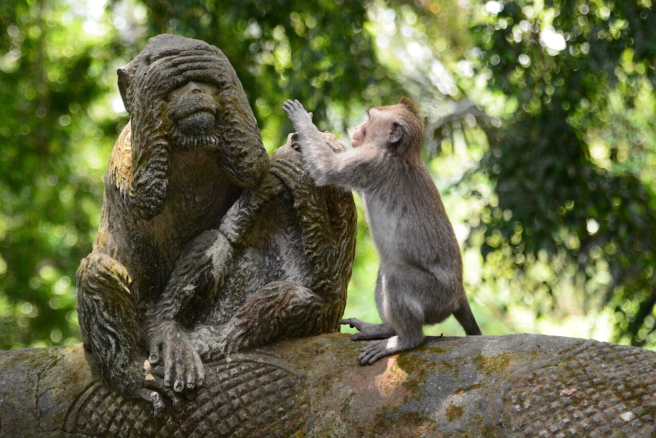 loving wife fantasies mature monkeys