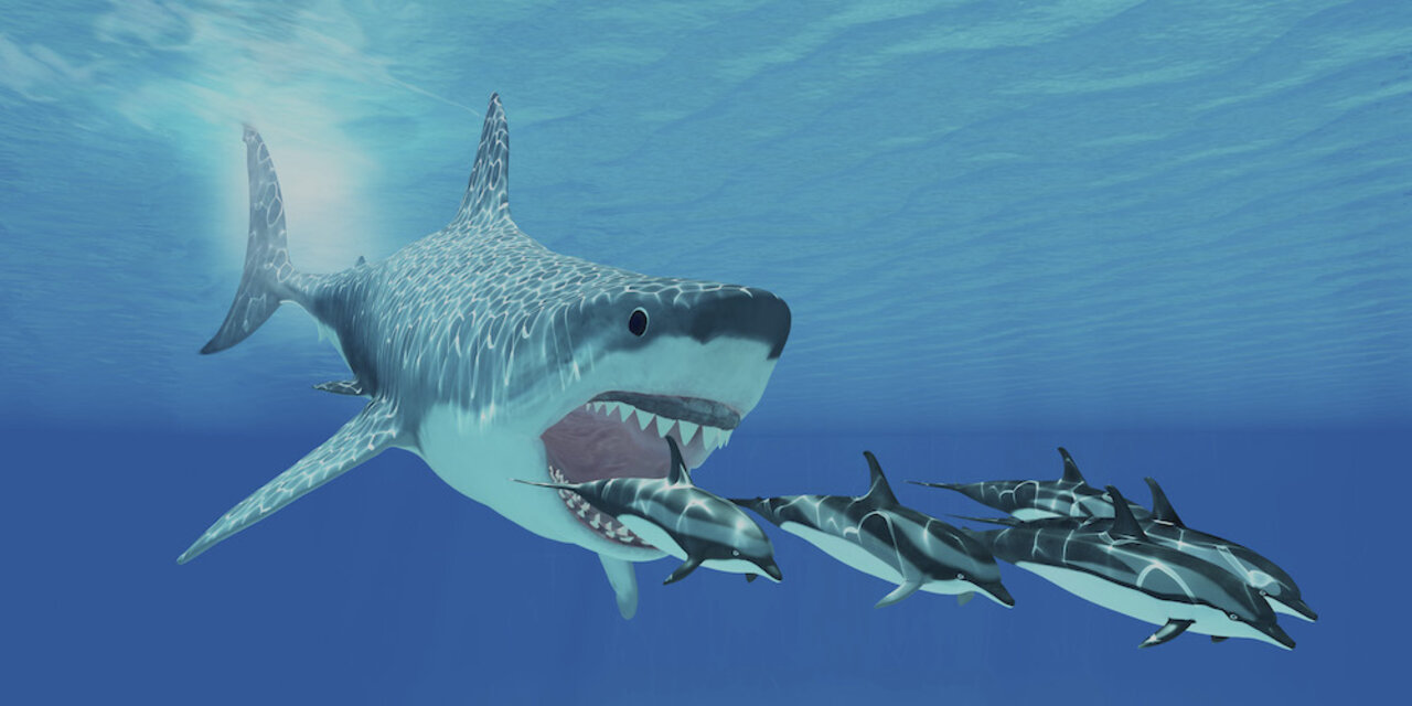 megalodon shark vs whale shark