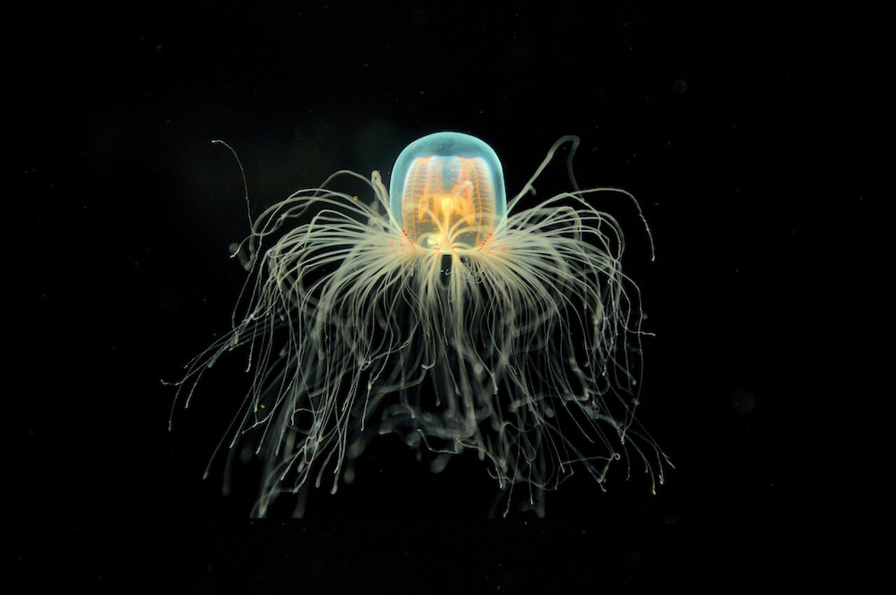 immortal jellyfish