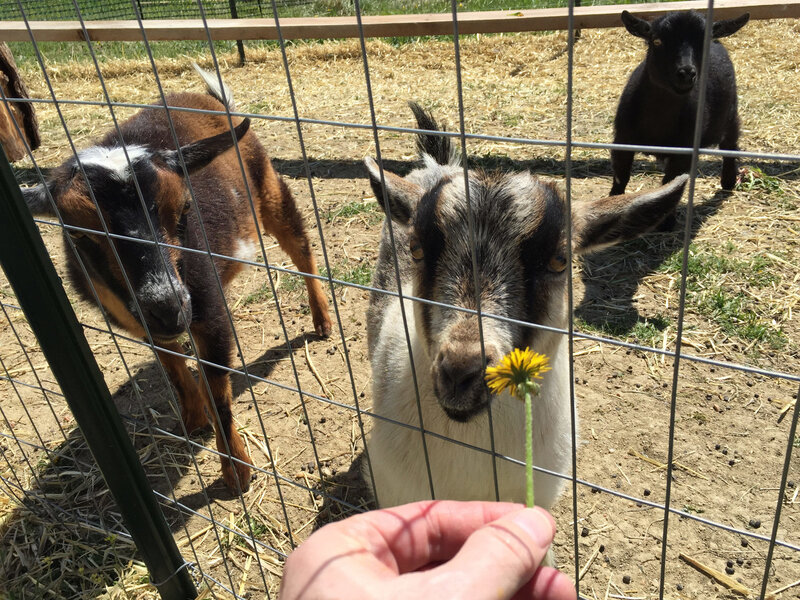 No, I'm not above showing you a picture of how cute my goats are just because I can. Credit: Phil Plait