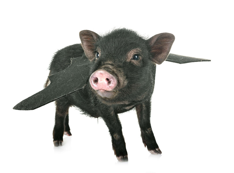 pig-bat