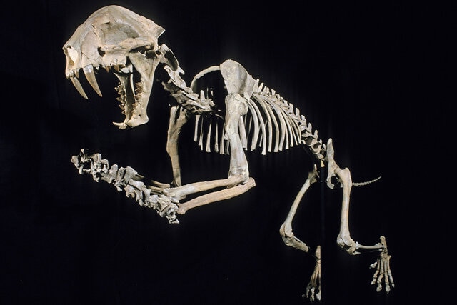 The Extinction Of Saber-Toothed Cats Was Written In Their Bones | SYFY WIRE