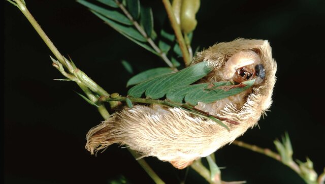 These venomous pus-squirting caterpillars are having an outbreak year ...