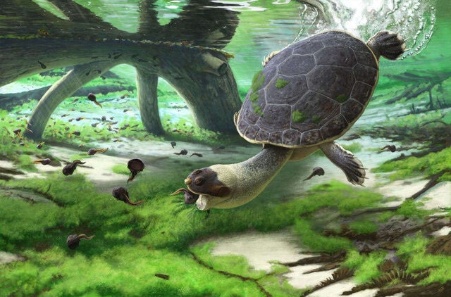 The quick-mouthed frog turtle was more real than that thing in Yogi ...