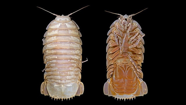 New species of supergiant isopod known as Darth Vader | SYFY WIRE