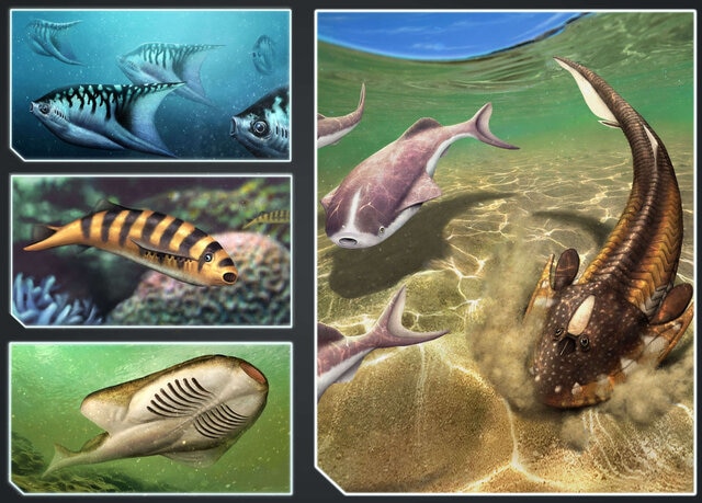 Osteostracans are extinct jawless fish that vacuumed the seafloor for ...