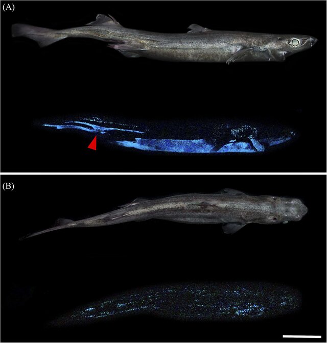 Scientists Have Discovered A Trio Of New Bioluminescent Glow In The Dark Sharks Syfy Wire