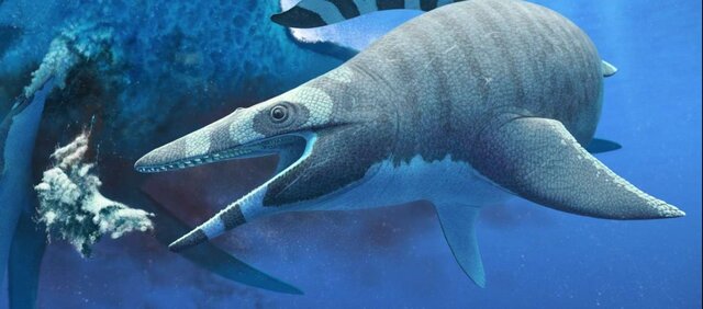 Paleontologists have identified a new species of shark-toothed marine ...