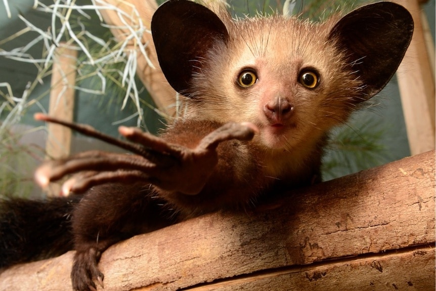 Young Aye-Aye Reaching For Camera