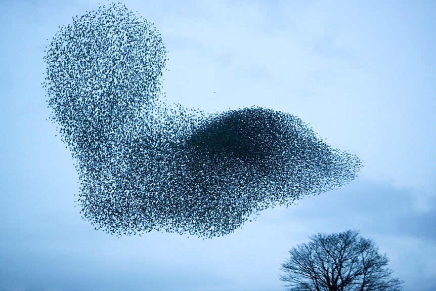Starlings flying to roost