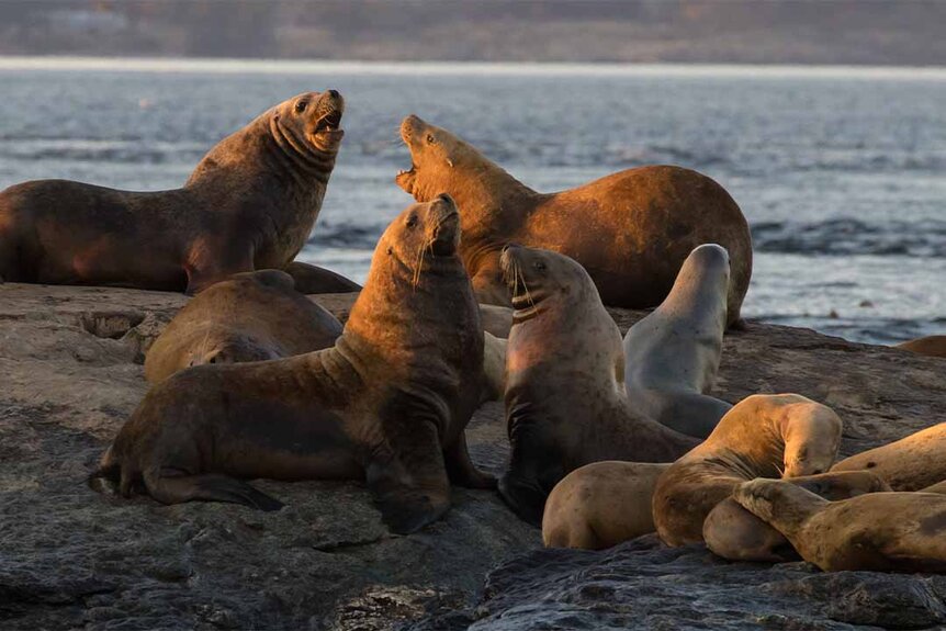 Close-up of a group of seals sitting on a rock at beach.