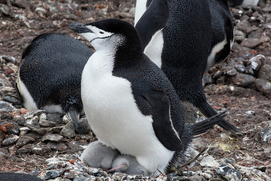 Chinstrap Penguins Take Over 10,000 Small Naps a Day, Research Says