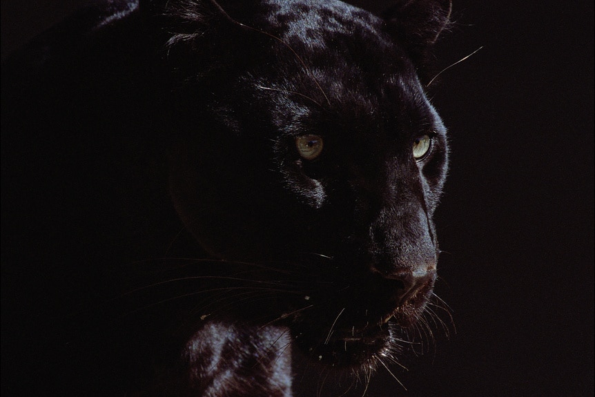 Black panther (Panthera pardus) shrouded in darkness.