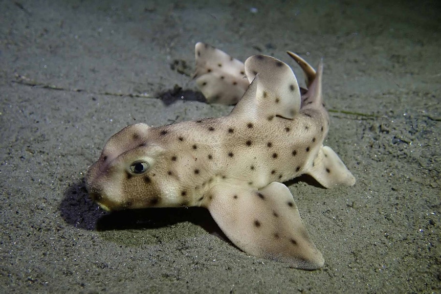 A baby Horn Shark rests on the seafloor.