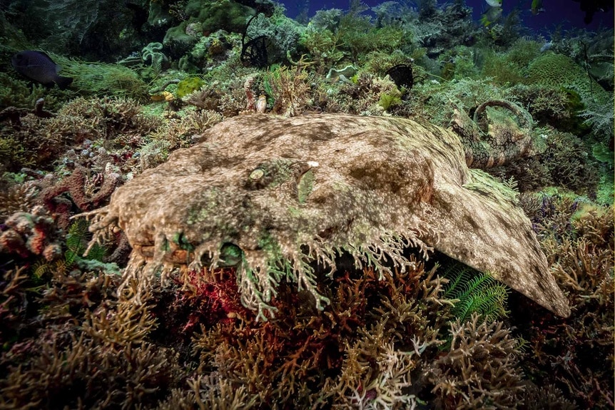 A Wobbegong rests on the sea floor.