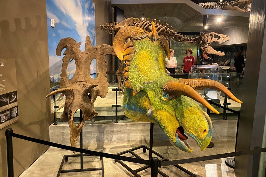 Lokiceratops head on display at the Natural History Museum of Utah.