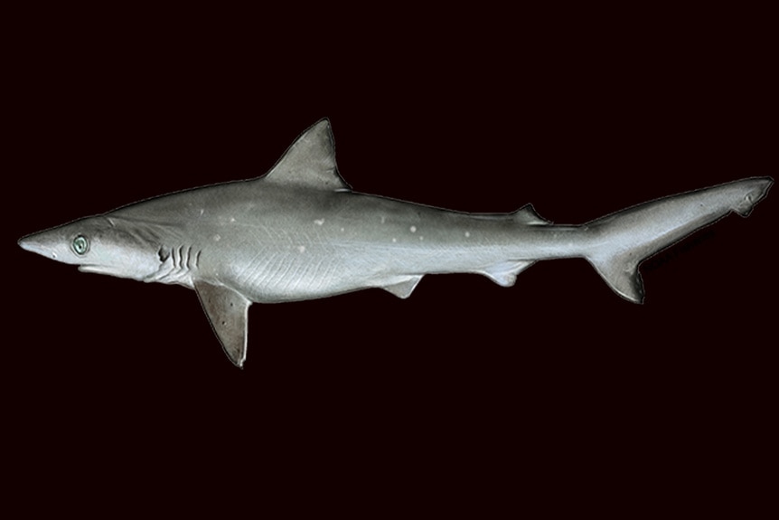 Sharpnose Shark