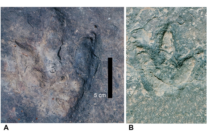 Two theropod tracks.