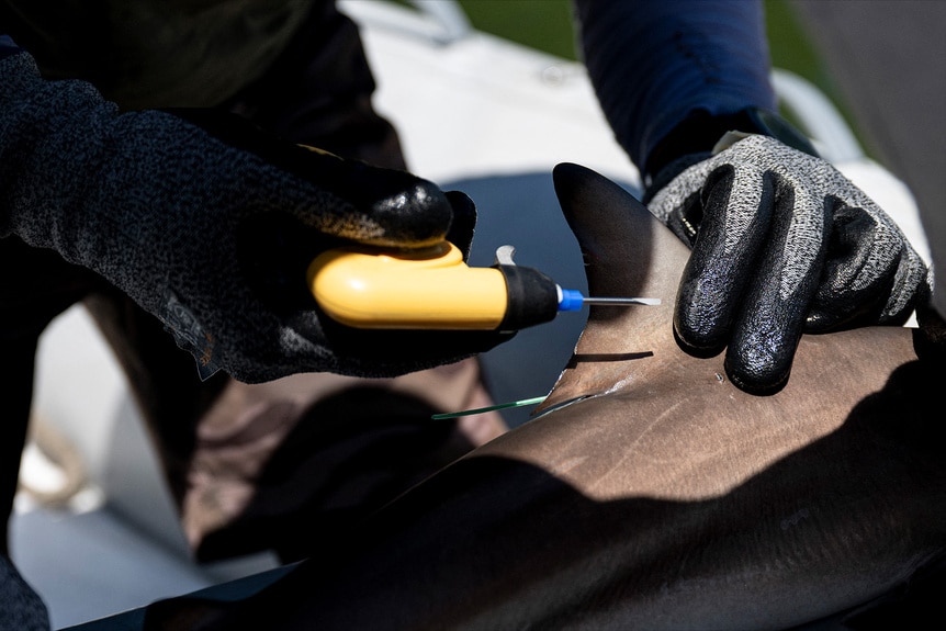 A baby shark gets tagged