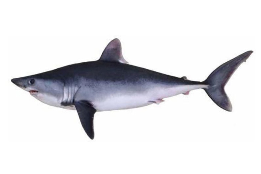 Porbeagle Shark