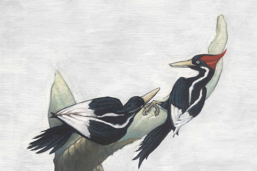 Ivory billed woodpecker illustration