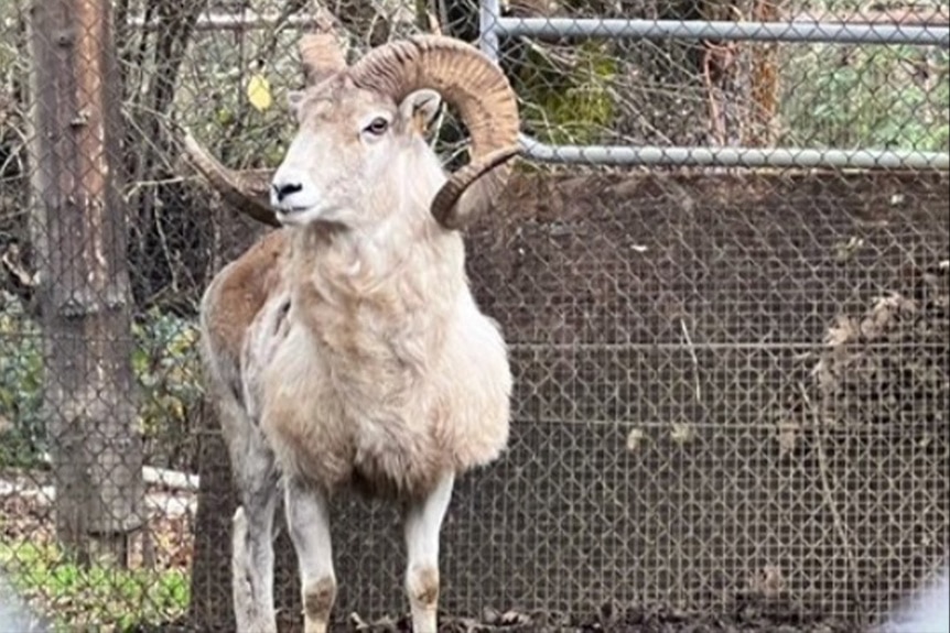 81-Year-Old Montana Man Sentenced After Cloning Giant Sheep for Trophy Hunting