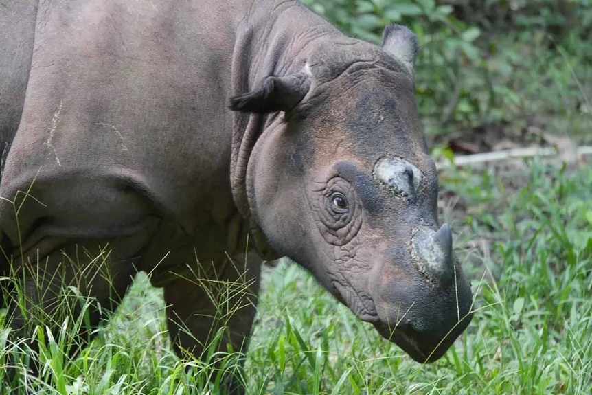 A Sumatran rhinoceros grazing.