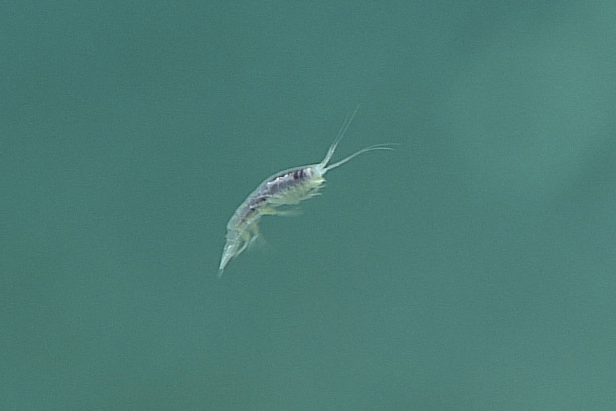 A swimming amphipod.