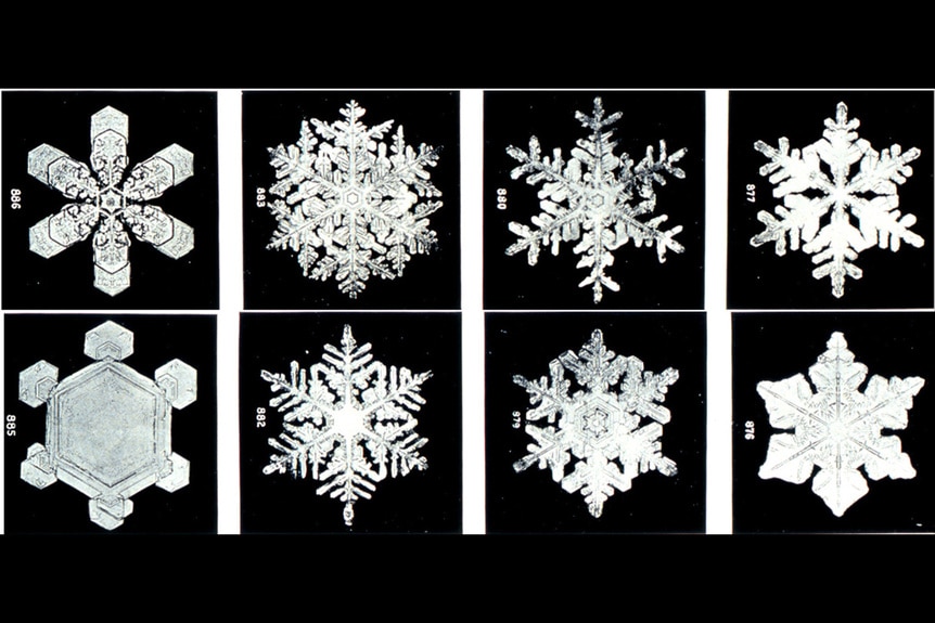 Microscopic view of eight different snowflakes.