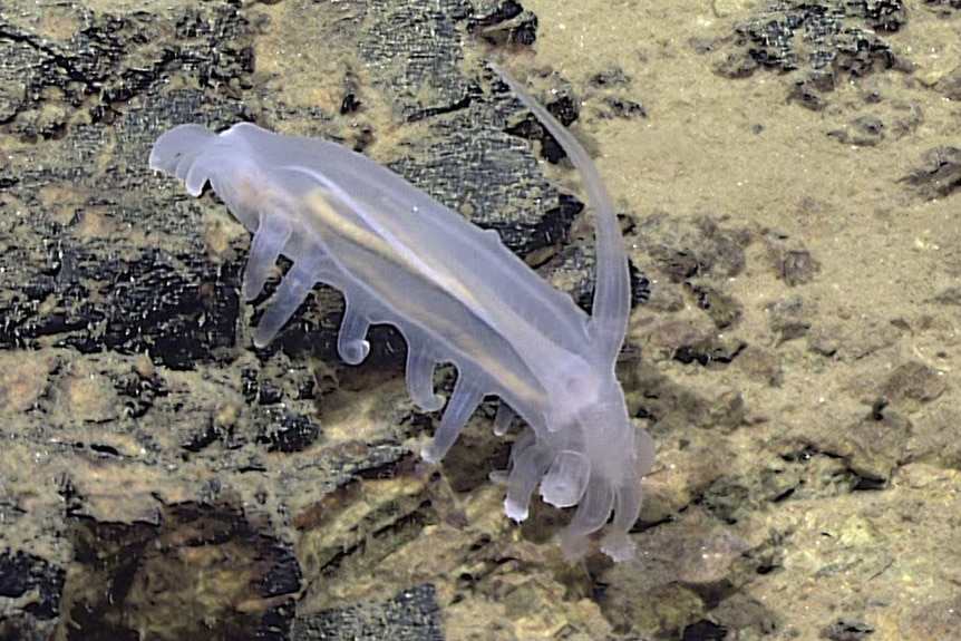 A sea pig near the sea floor.