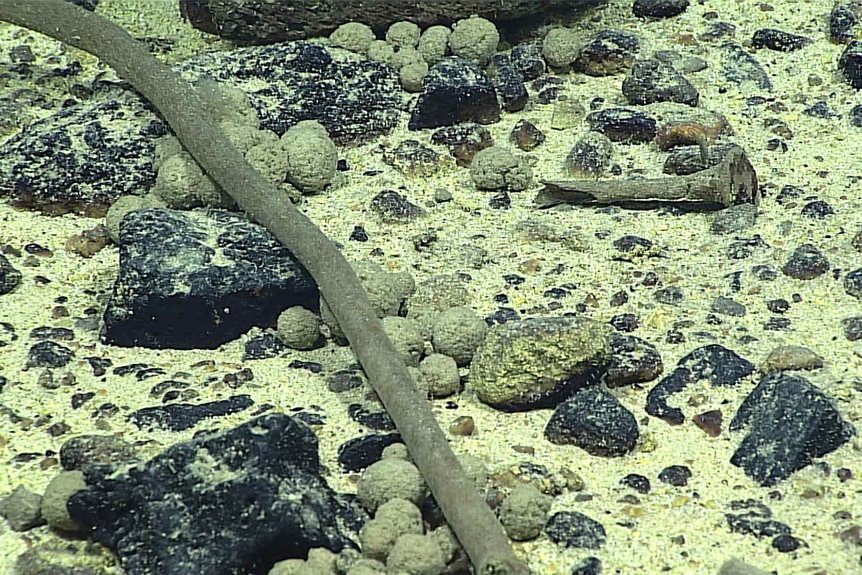 A collection of Xenophyophores on the sea floor.