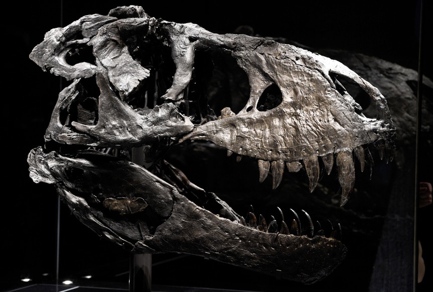 Насколько умными были Рекси и ее друзья-тираннозавры? Ученые не согласны