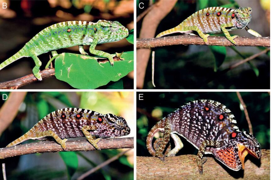 Voeltzkow's chameleon unseen for over a century re-discovered in Madagascar