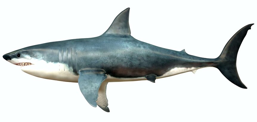 The Mighty Megalodon: Ancient Giant Shark